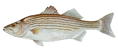 Deadman's Rock, San Francisco #7 StripedBass